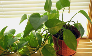 Pothos 701 0 027 Pothos_ok